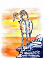 Mountain Ram