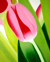 PINK GREEN TULIP
