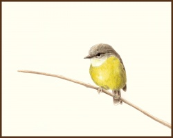 Yellow Robin