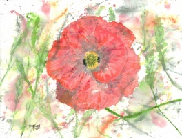 Poppy Burst