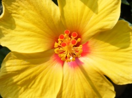 Sunshine Hibiscus