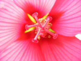Hibiscus Heart