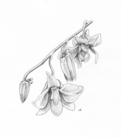 Orchids
