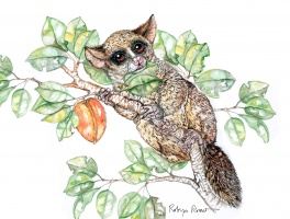 Bushbaby