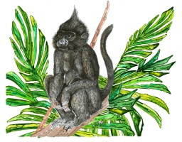 Mongabey Monkey