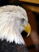 Eagle Head