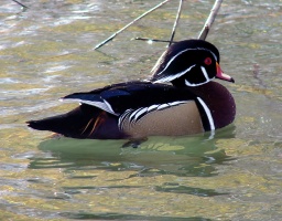 Male Wood Duck
