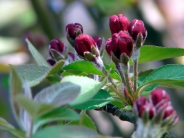 Spring Is In The Air