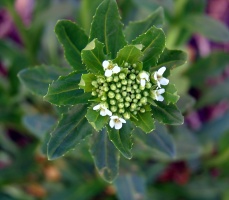 Weeds Can Be Pretty Too