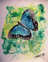 blue butterfly