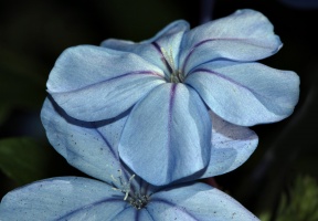 Blue Plumbago, Version B