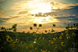 SUNFLOWERSCAPE