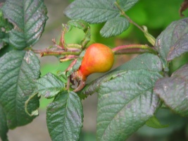 septemberbliss2008 by Igirex08