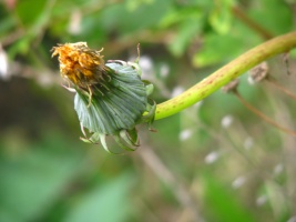 septembervliss2008 by Igirex