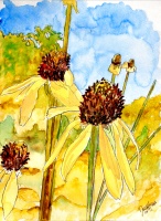 yellow coneflower