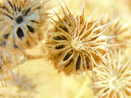 Weeds Can Be Pretty Too
