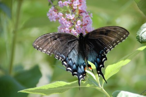 Butterfly 4
