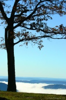 Tree a top Hyner View