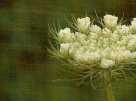 Queen Anne's Lace