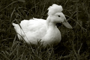 Crested Duck