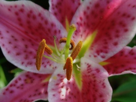 Pink Lily