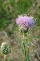 Thistle