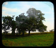Pasture TTV