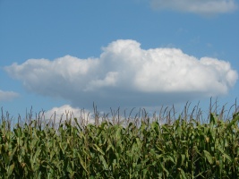 Corn Field 
