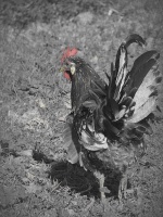 Little Speckled Sussex Roo