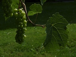 Bunch of Grapes