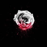 Blood Rose