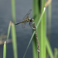 Dragonfly
