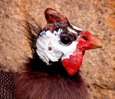 Guinea Fowl