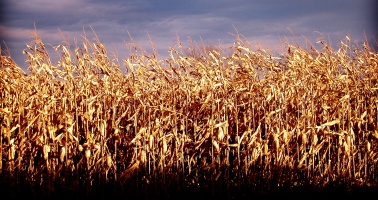 Corn Field