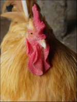 Buff Orpington