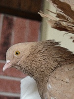 Fantail Pigeon