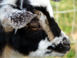 Nigerian Goat Kid