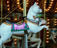 Cat On The Merry-Go-Round