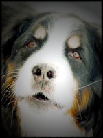 Berner