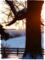 Winter Tree 2