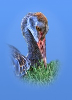 Young Sandhill Crane