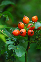 Rosehip 1