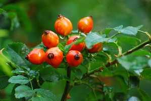 Rosehip 3