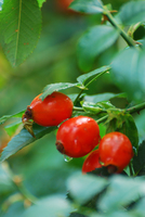 Rosehip 4