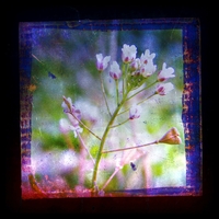 Shepherd's Purse Grunge