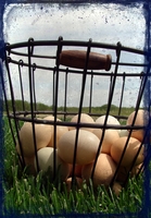 Basket of Eggs