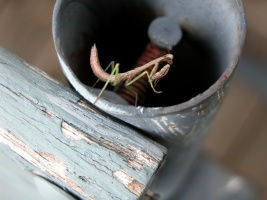 Praying Mantis on Swing