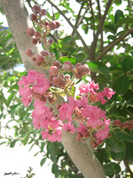 Pink Crape Myrtle 1