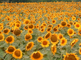 Sunflower Serenade