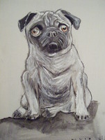 Pug